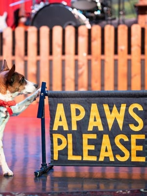 A Dog asking for 